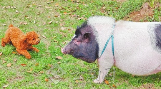 宠物猪叫声扰人好梦 昆明市民期待社区宠物公