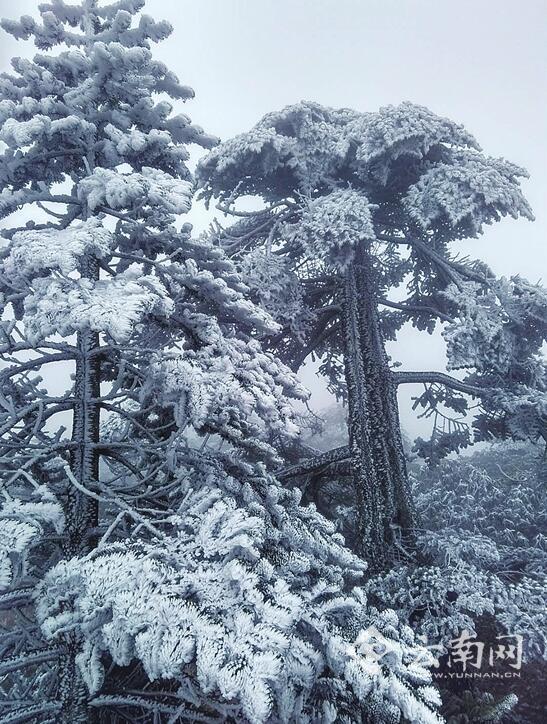 热点  云南网讯 前早,轿子雪山工作人员一觉醒来,发现松树上,雪杉上