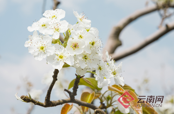 呈贡区万溪冲都市驱动型乡村振兴显成效