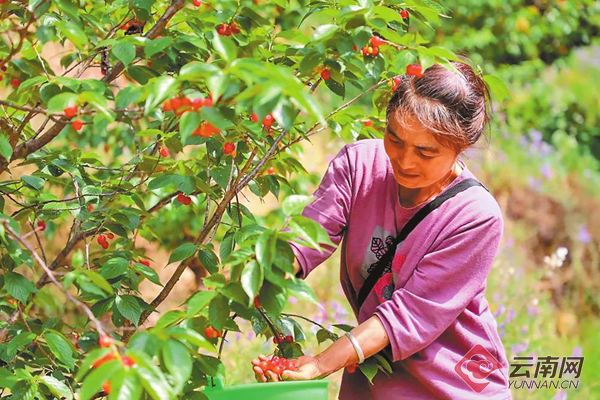 富民头水樱桃上市